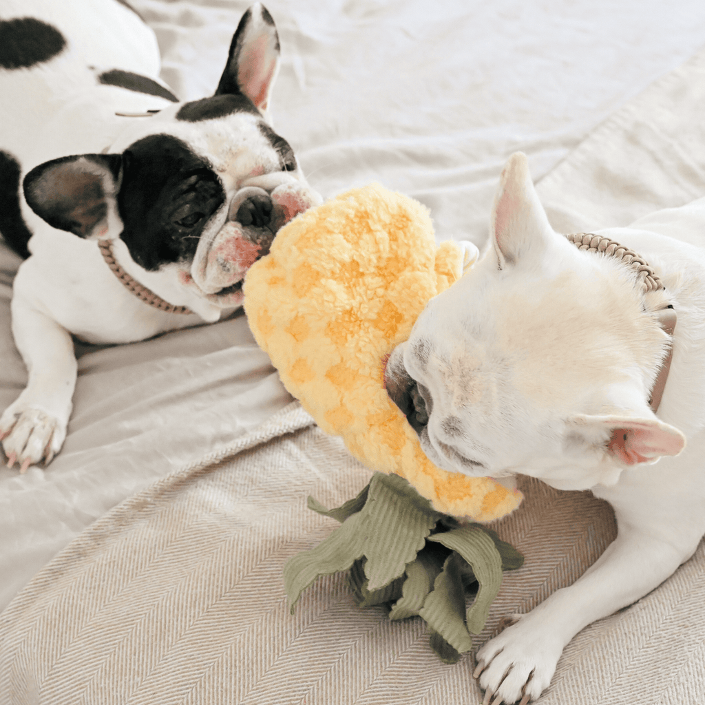 Lambwolf Collective Pineapple Pop | Interactive Toy for Dogs