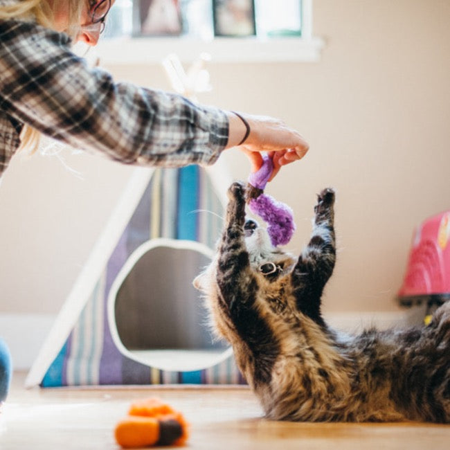 P.L.A.Y. Feline Frenzy - Wiggly Wormies Catnip Toy Set